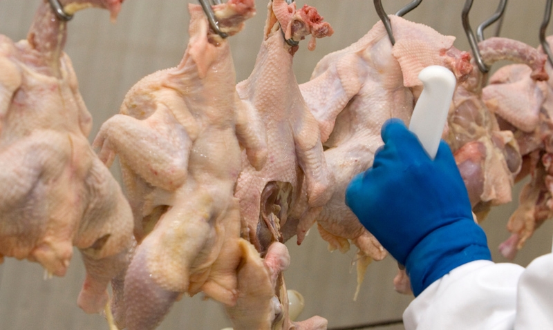 Japão suspende importação de produtos avícolas de Mato Grosso do Sul