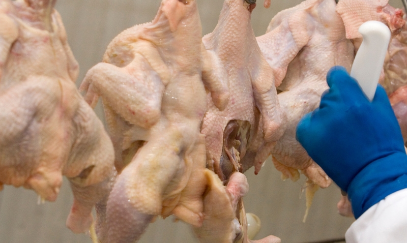 Brasil exportará carne de frango kosher