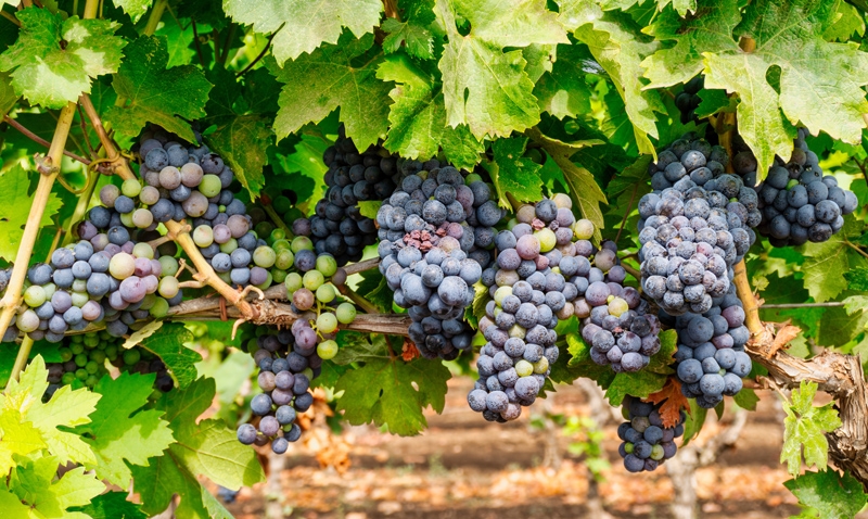 Escassez de auditores agropecuários pode comprometer exportação de uvas para EUA
