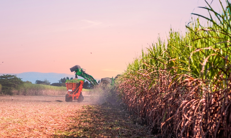 Ministério da Agricultura e Pecuária do Brasil avança nas relações comerciais com a Índia