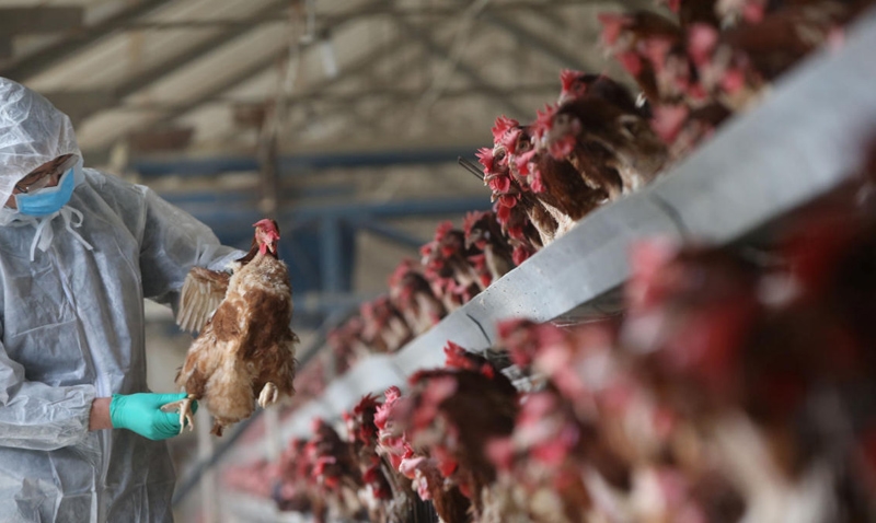 Brasil saúda renovação de quotas de importação de carne bovina e de aves pela Rússia