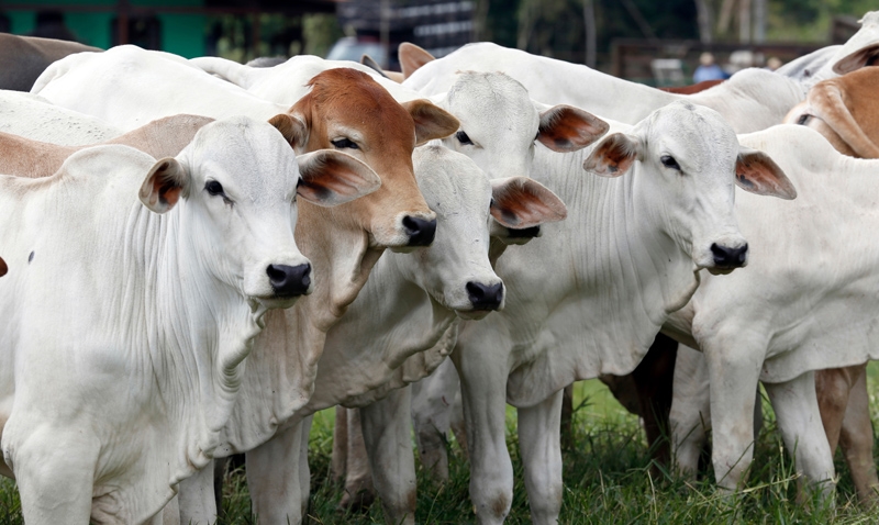 Brasil abre horizontes para exportações de farinha de carne e ossos de bovinos para o Peru