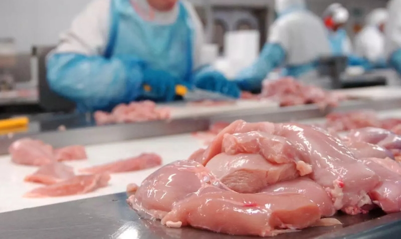 Foco da doença de Newcastle impacta exportações brasileiras de carnes de aves