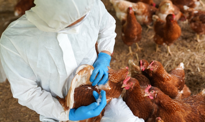 Frango do Brasil segue com restrição em 21 países