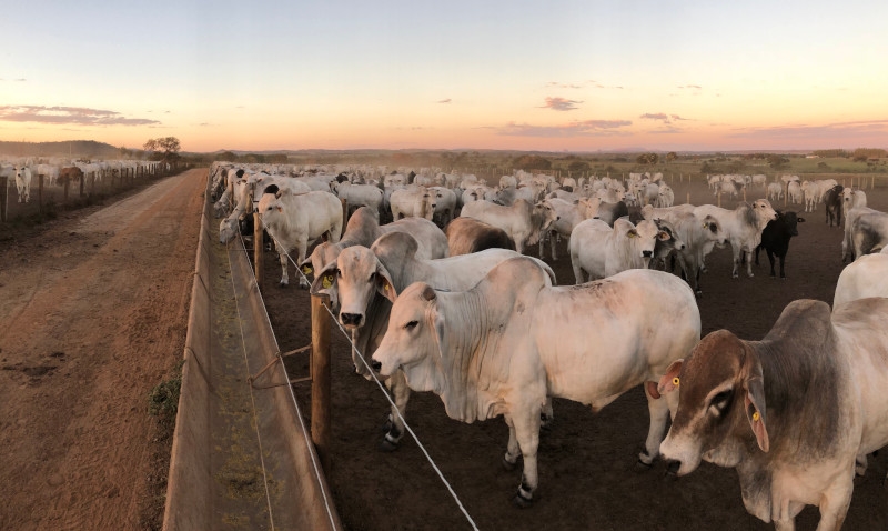 Exportações de carne bovina do Brasil batem recorde histórico em setembro, mesmo com tarifas dos EUA
