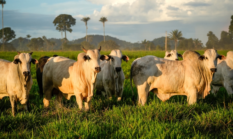 União Européia oficializa veto à carne brasileira