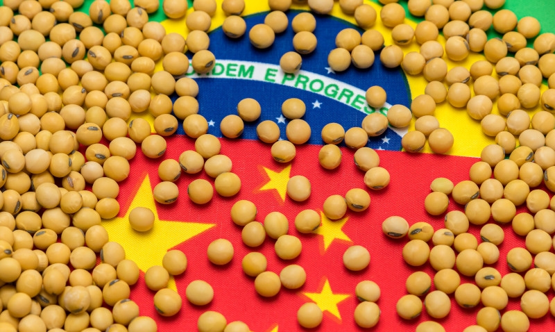 China avança para reduzir dependência da soja brasileira e Brasil liga sinal de alerta