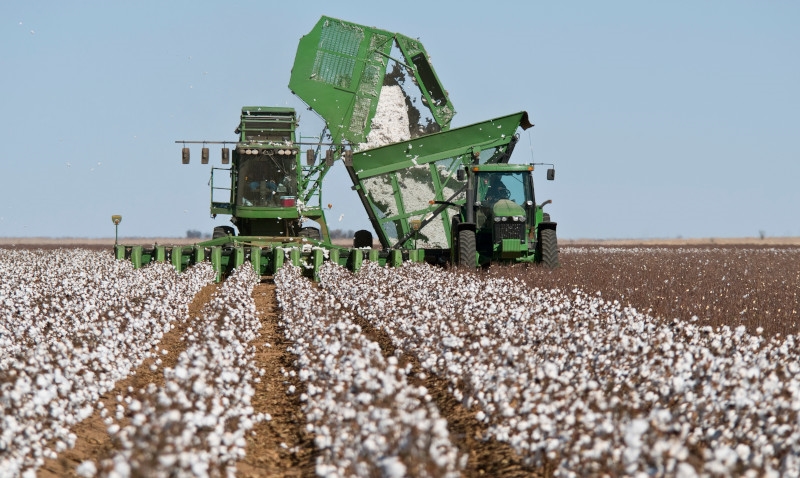 Agro corta área de algodão e revê safra diante de risco climático