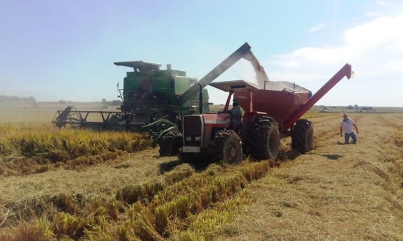 Medida Provisória autoriza importação emergencial de arroz