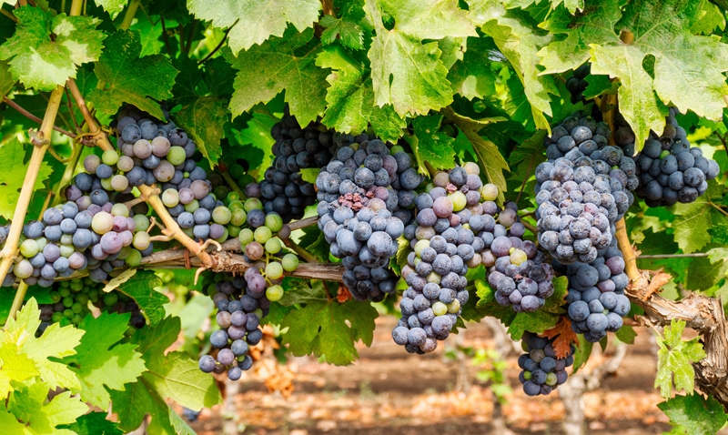 Escassez de auditores agropecuários pode comprometer exportação de uvas para EUA