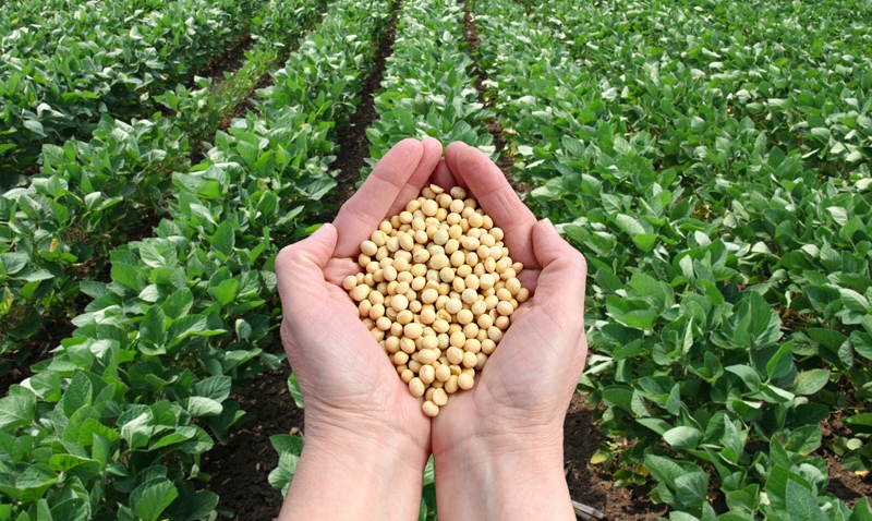 Brasil eleva projeção de exportação de soja para 99 milhões de toneladas em 2023