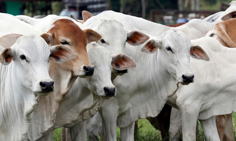 Brasil abre cinco novos mercados para exportação de bovinos vivos