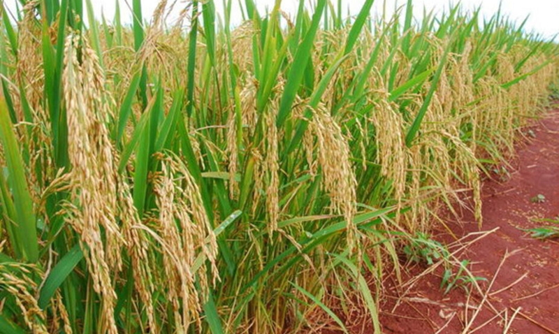 Brasil e Quênia concluem acordo para a exportação de arroz brasileiro