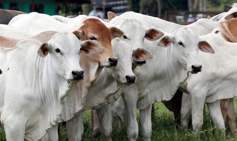 Brasil abre horizontes para exportações de farinha de carne e ossos de bovinos para o Peru