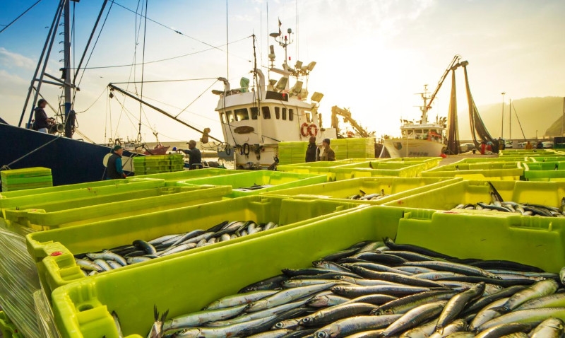 Austrália aprova condições sanitárias para importação de pescados do Brasil