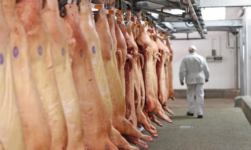Exportações de carne suína brasileira atingem números recordes em fevereiro